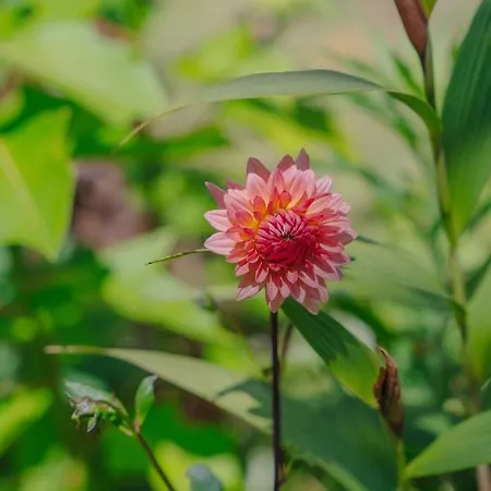 Madeira Surf Guest house 3*