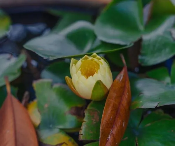 Madeira Surf Гостевой дом Сан-Висенти