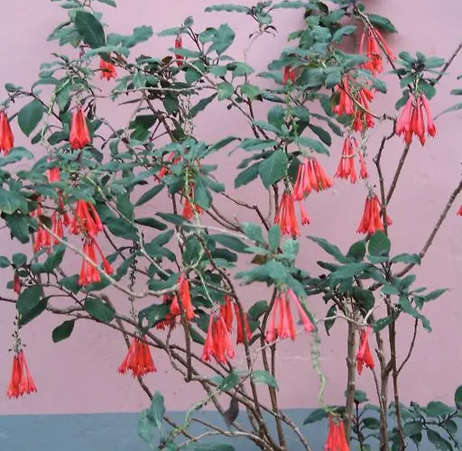 Madeira Surf Сан-Висенти