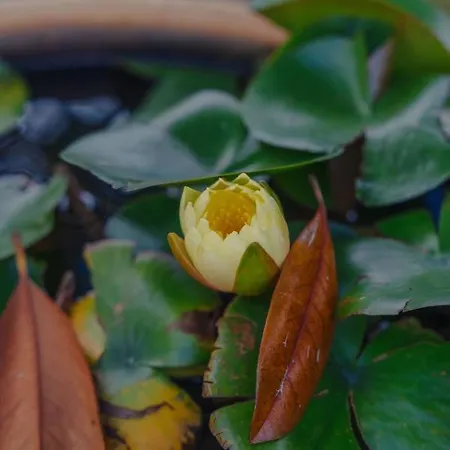 Madeira Surf Pensionat São Vicente