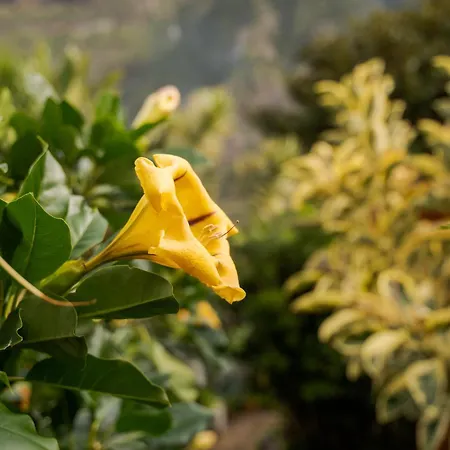Гостевой дом Madeira Surf Сан-Висенти
