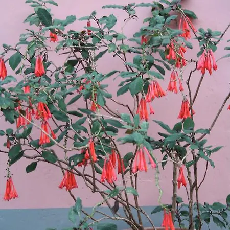 Madeira Surf São Vicente