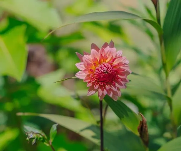 Madeira Surf Casa de hóspedes 4*