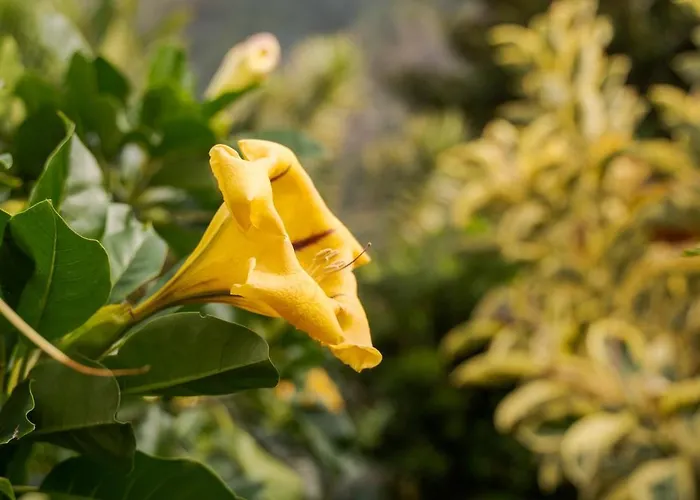 Casa de hóspedes Madeira Surf São Vicente